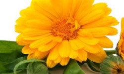 Nevenova balzam krema za njegu lica i ruku